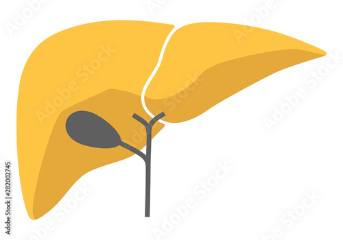 Human internal organs: liver and gall bladder. Vector image. Flat design