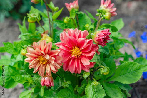 bright pink dahlias in the garden