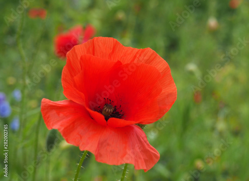 a bright red common poppy flower with buds with a blurred floral summer meadow background