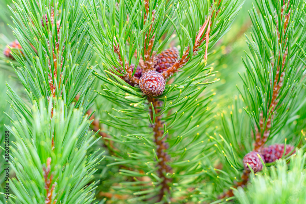 fluffy fir-tree branches with cones fluffy fir-tree branches with cones