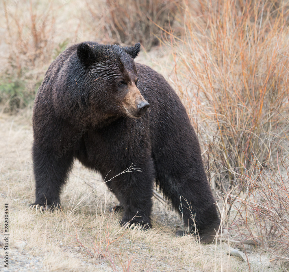 Grizzly bear in the wild Grizzly bear in the wild