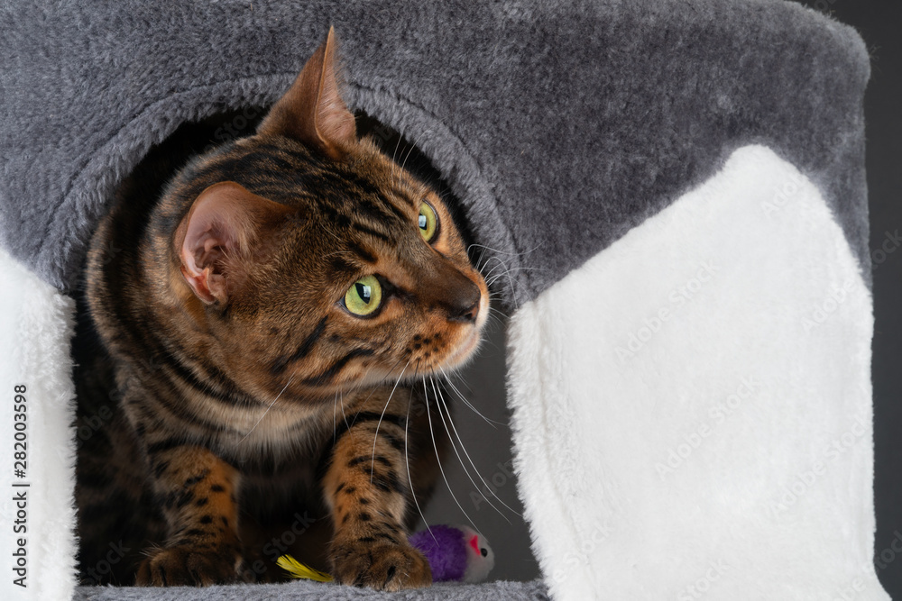 Fototapeta premium beautiful Bengal cat is playing on the scratching post.