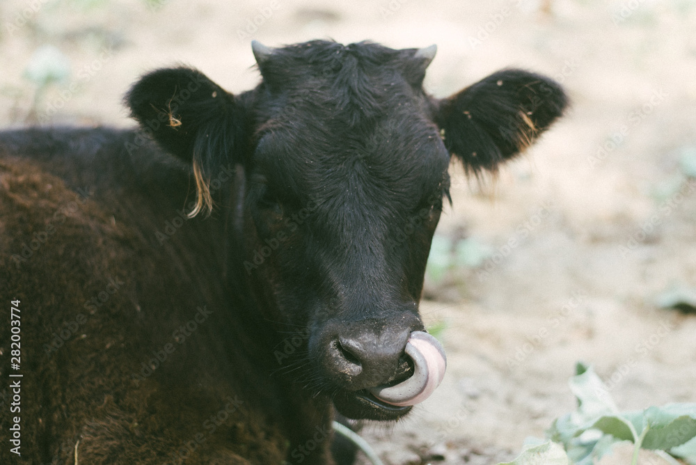 a cute and funny cow sticks its tongue out in her nose. the calf stuck