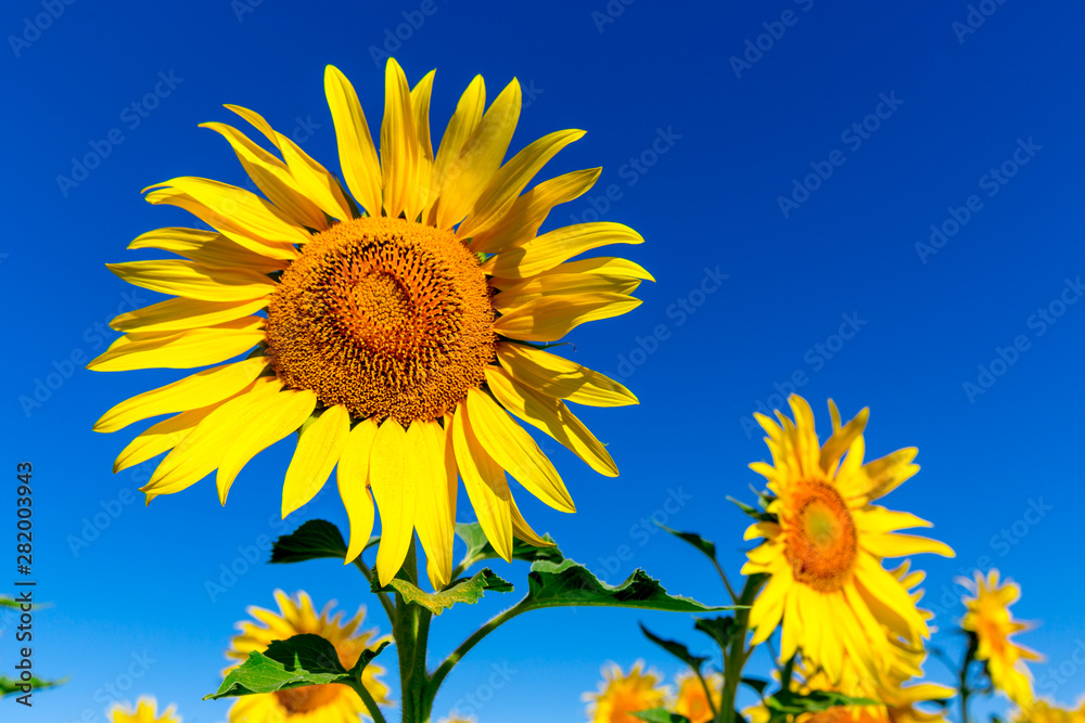 Nice yellow sunflowers