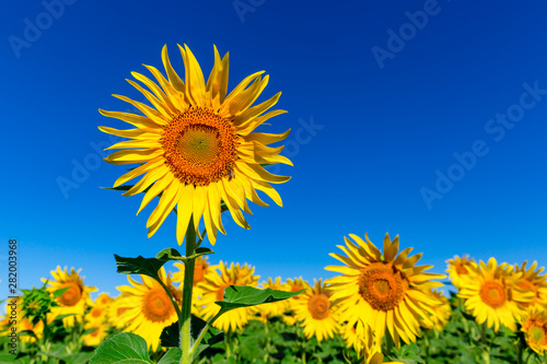 yellow sunflowers under blue sky