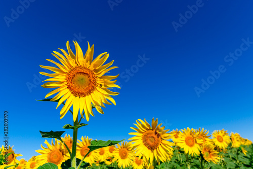 sunflowers and clear blue sky