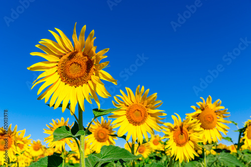 sunflowers on blue background