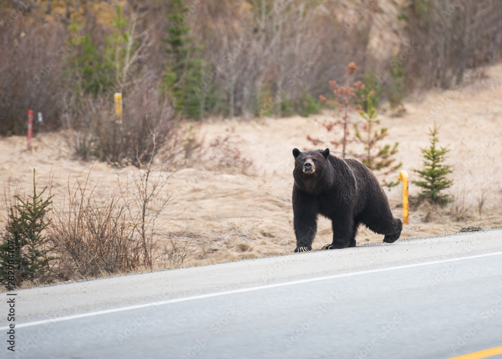 Grizzly bear in the wild Grizzly bear in the wild