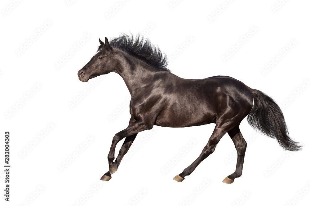 Black horse isolated on white background