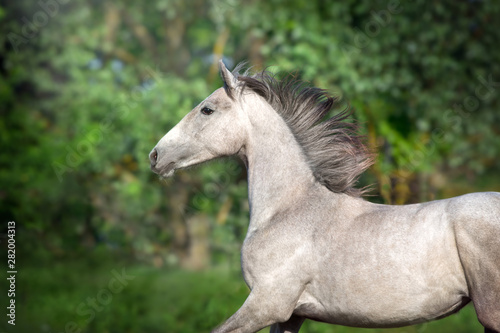 Grey horse portrait in motion outdoor