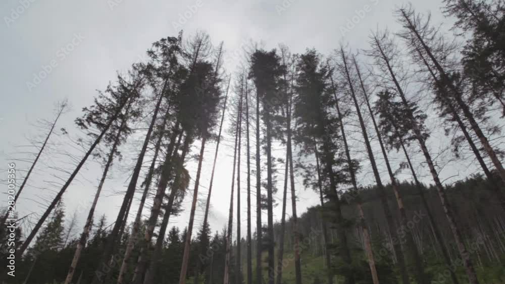 Row of pine trees in a mountain forest, view from bottom to top. The sun's rays pass through the clouds and pine trees. Beautiful forest landscape with conifers Row of pine trees in a mountain forest, view from bottom to top. The sun's rays pass through the clouds and pine trees. Beautiful forest landscape with conifers