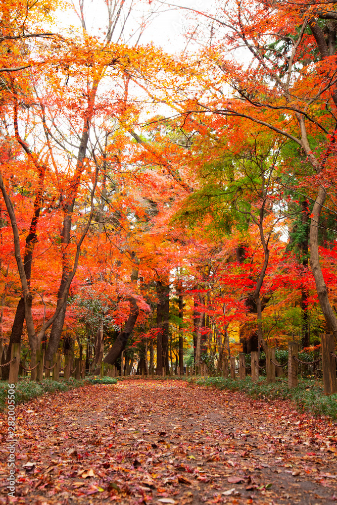 Autumn leaves in Heirinji temple precincts forest Autumn leaves in Heirinji temple precincts forest