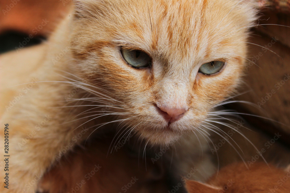 Cropped shot of red tabby cat. Animals, pets concept.  Red stray cat, close up.