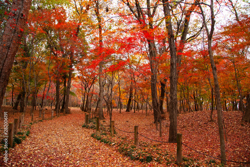 Autumn leaves in Heirinji temple precincts forest