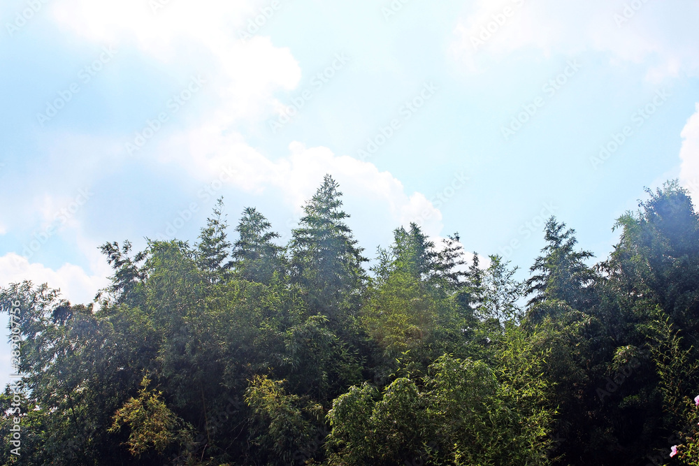 대나무풍경