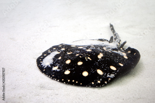 Xingu river ray at sand background. Black Leopoldi ray with yellow dots. photo