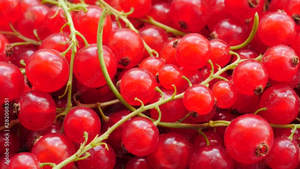 Close up of red fresh currant berries. Healthy eating, season harvest Close up of red fresh currant berries. Healthy eating, season harvest
