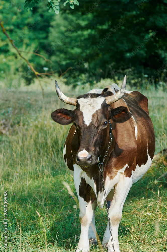 Dairy cow in the countryside on a summer July evening. Dairy cow in the countryside on a summer July evening.