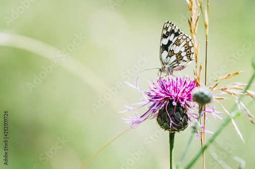 Papillon dans un champ posé sur une fleur © PicsArt