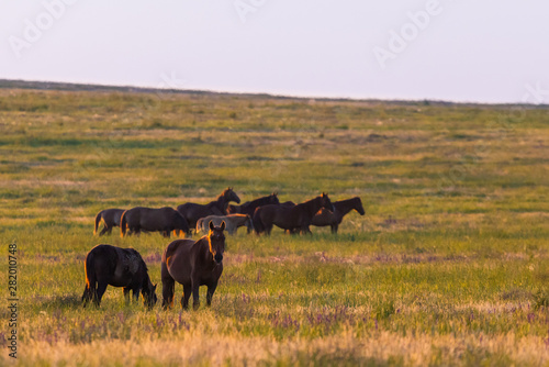 Wild horses grazing in a field at sunrise