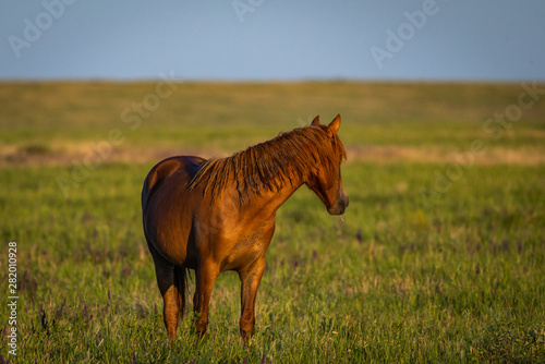 Portrait of wild horse in wildlife