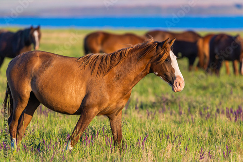 Wild horses grazing in a field at sunrise