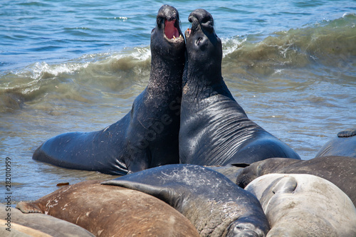 Elephant seals on the beach