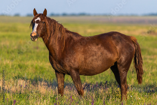 Portrait of wild horse in wildlife