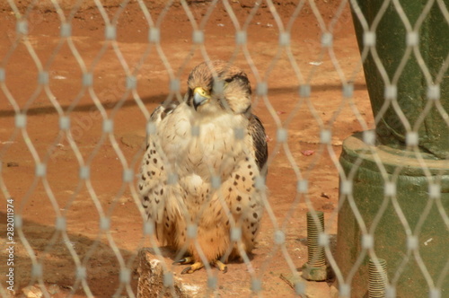 Rabat Zoo animals