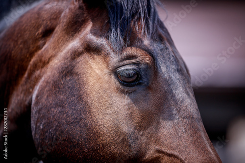 Close portrait of a bay stallion
