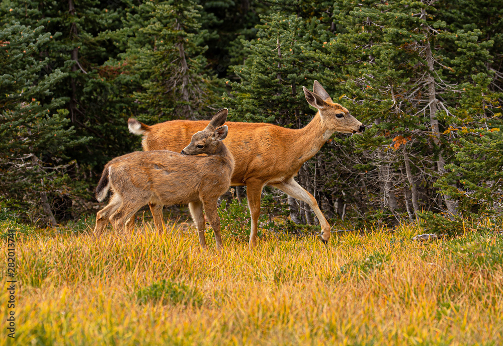 Fototapeta premium Black-tailed Deer Doe and Fawn On Hurricane Ridge, Olympic National Park, Washington