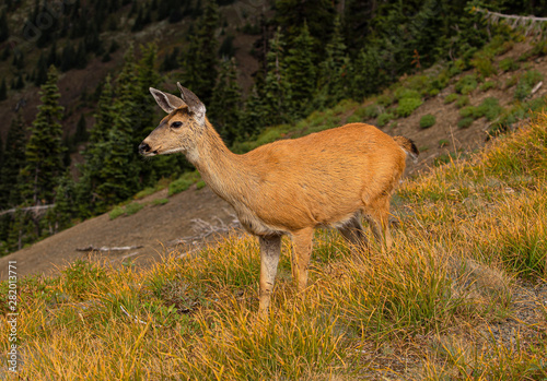 Black-tailed Deer On Hurricane Ridge, Olympic National Park, Washington