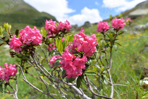 Bewimperte Alpenrose in Silvretta-Vorarlberg photo