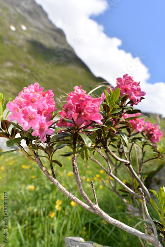 Bewimperte Alpenrose in Silvretta-Vorarlberg photo