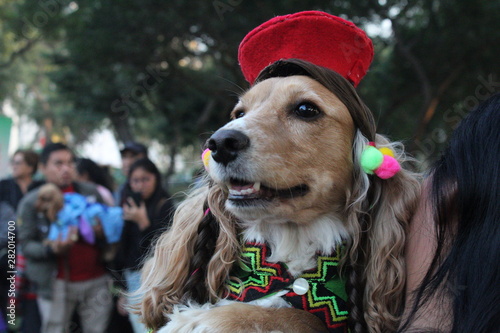 Disfraz de perro