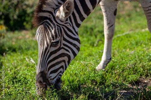 South African zebra grazing