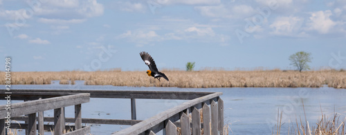 Yellow-headed Blackbird flying over wooden railing with marsh and cloudy sky on the background