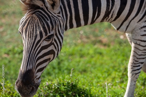 South African zebra grazing