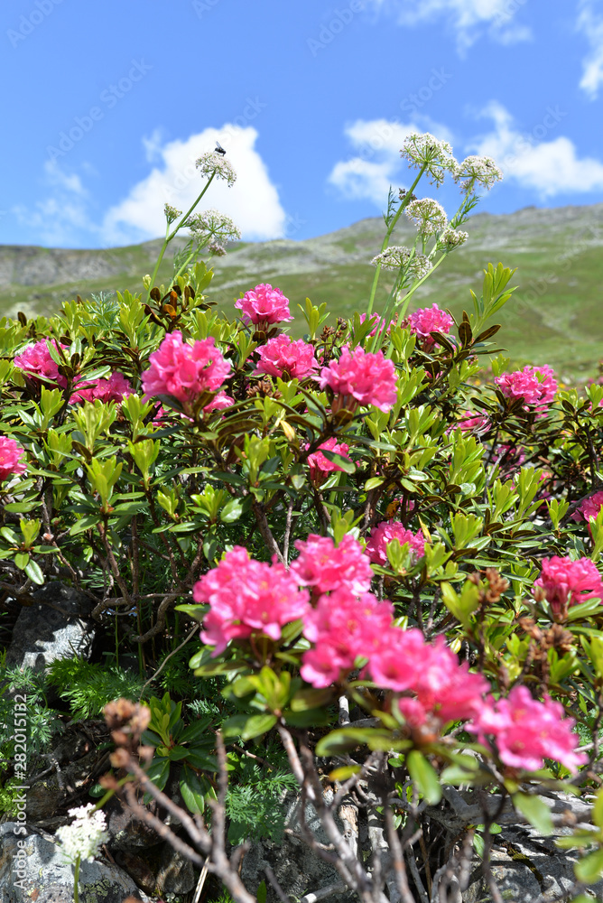 Bewimperte Alpenrose in Silvretta-Vorarlberg Bewimperte Alpenrose in Silvretta-Vorarlberg