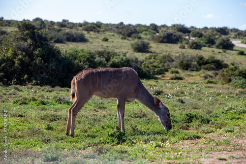 South African antelope © Gary Hoban
