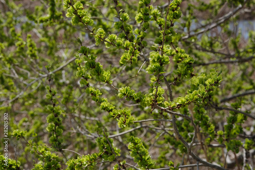 Small green leaves on a branches of tree under sunlight