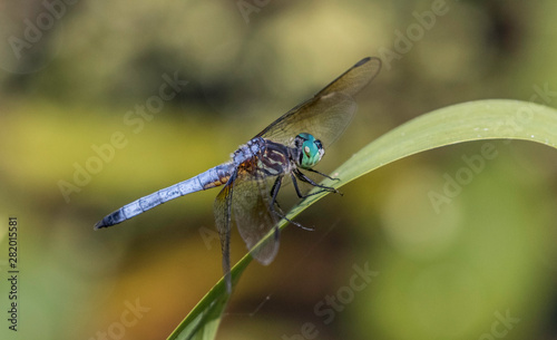 blue dasher dragonfly  © Spartaneyes