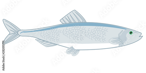 Fish herring on white background is insulated