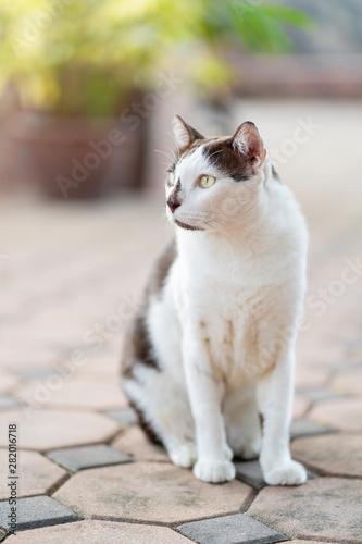 White brown young cat sitting and looking for something with nature garden background.