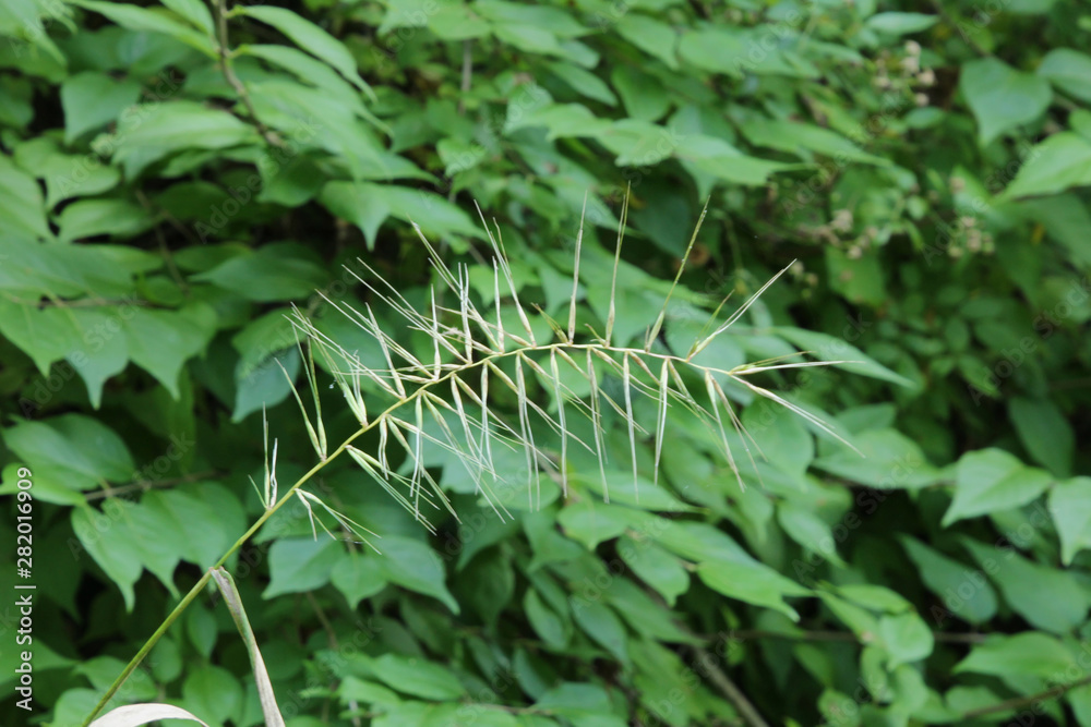 Lone Dried Grass Among the Green