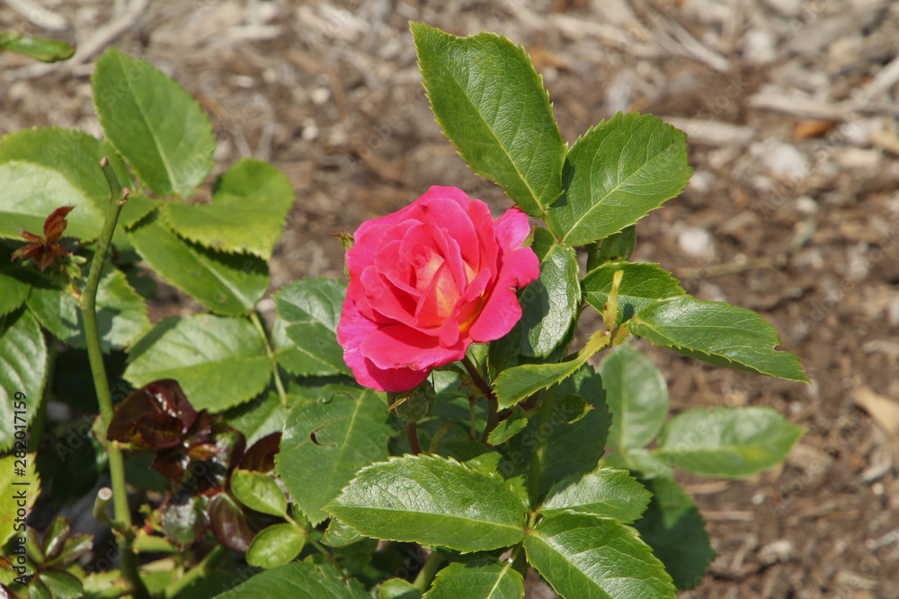 Pink Rose with Yellow Center