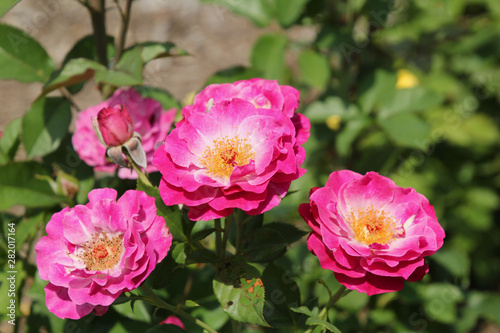 Pink Roses Fully Opened