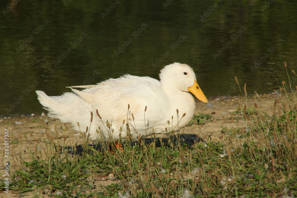 Obraz premium Walking White Bird