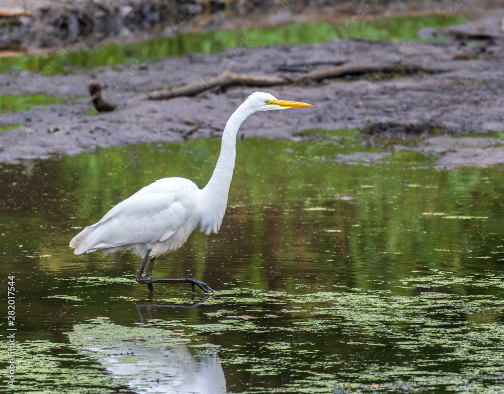 Great egret standing in green water with pollen and algae Great egret standing in green water with pollen and algae