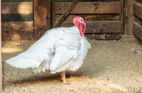 Broad breasted white turkey